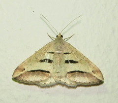 Chiasmia subcurvaria