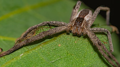 Pisaurina mira