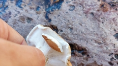 Albatrellus