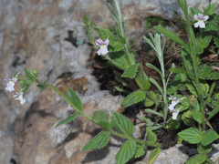 Nemesia caerulea