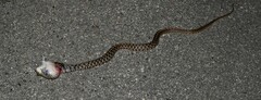 Thamnophis marcianus
