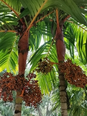 Arecoideae