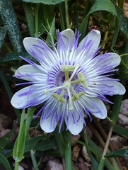 Passiflora foetida