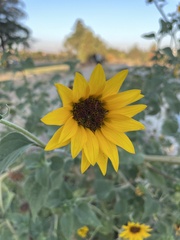 Helianthus annuus