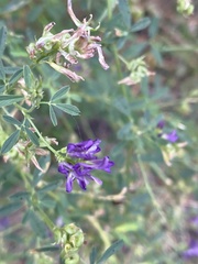 Medicago sativa