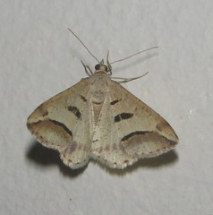 Chiasmia subcurvaria