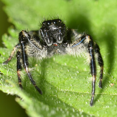 Carrhotus xanthogramma