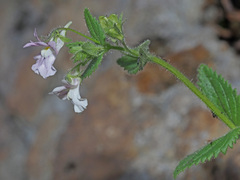 Nemesia caerulea