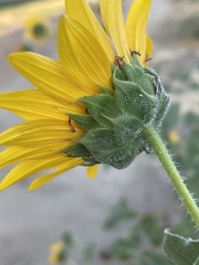 Helianthus annuus