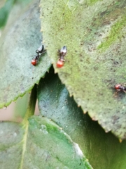 Crematogaster scutellaris