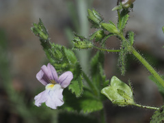 Nemesia caerulea