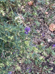Medicago sativa