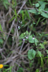 Acanthaceae