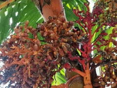 Arecoideae
