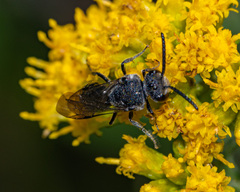 Sphecodes heraclei heraclei