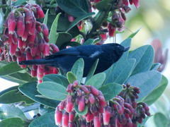 Diglossa albilatera