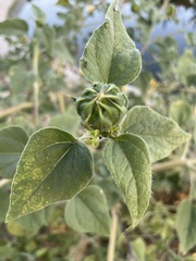 Helianthus annuus