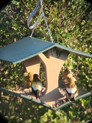 Coccothraustes vespertinus