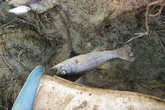 Micropterus dolomieu