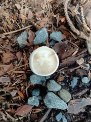 Leucocybe connata