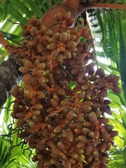 Arecoideae