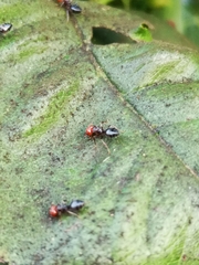 Crematogaster scutellaris