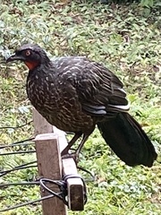 Penelope obscura