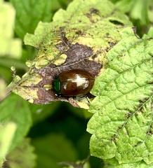Chrysolina