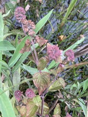 Mentha aquatica