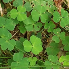 Oxalis acetosella