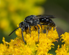 Sphecodes heraclei heraclei
