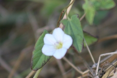 Convolvulus arvensis