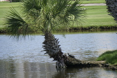 Deirochelyinae