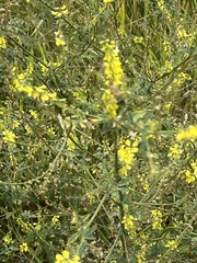 Melilotus officinalis