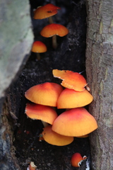 Pluteus aurantiorugosus