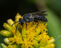 Sphecodes heraclei heraclei