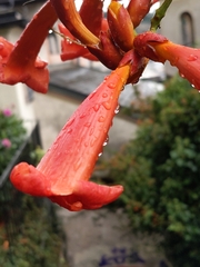 Campsis radicans