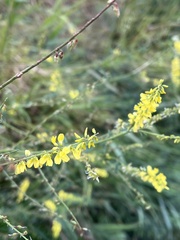 Melilotus officinalis