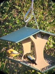 Coccothraustes vespertinus