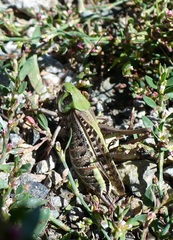 Decticus verrucivorus