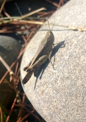 Aiolopus strepens