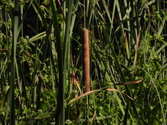 Typha domingensis