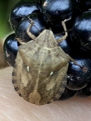 Eurygaster testudinaria