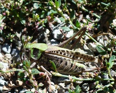 Decticus verrucivorus