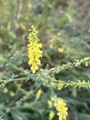 Melilotus officinalis
