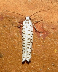Yponomeuta strigillatus