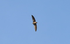 Aerodramus germani