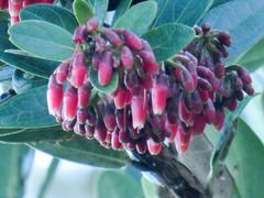 Ericaceae