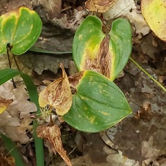Maianthemum bifolium