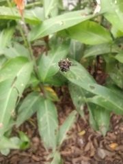 Gasteracantha cancriformis